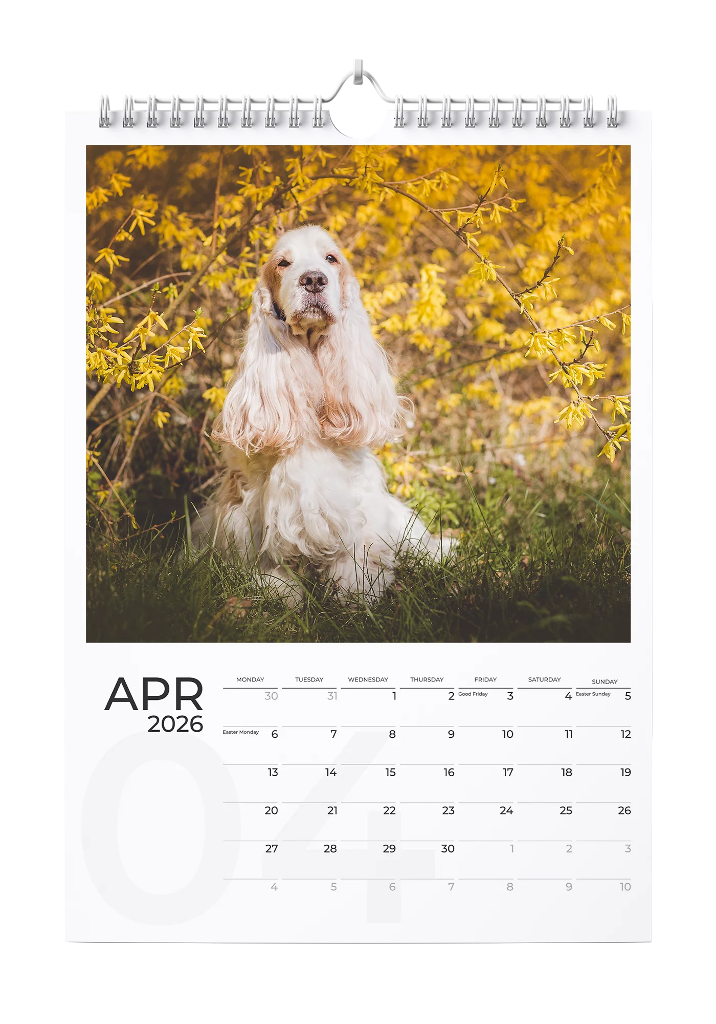 English Cocker Spaniel Calendar 2026 - April