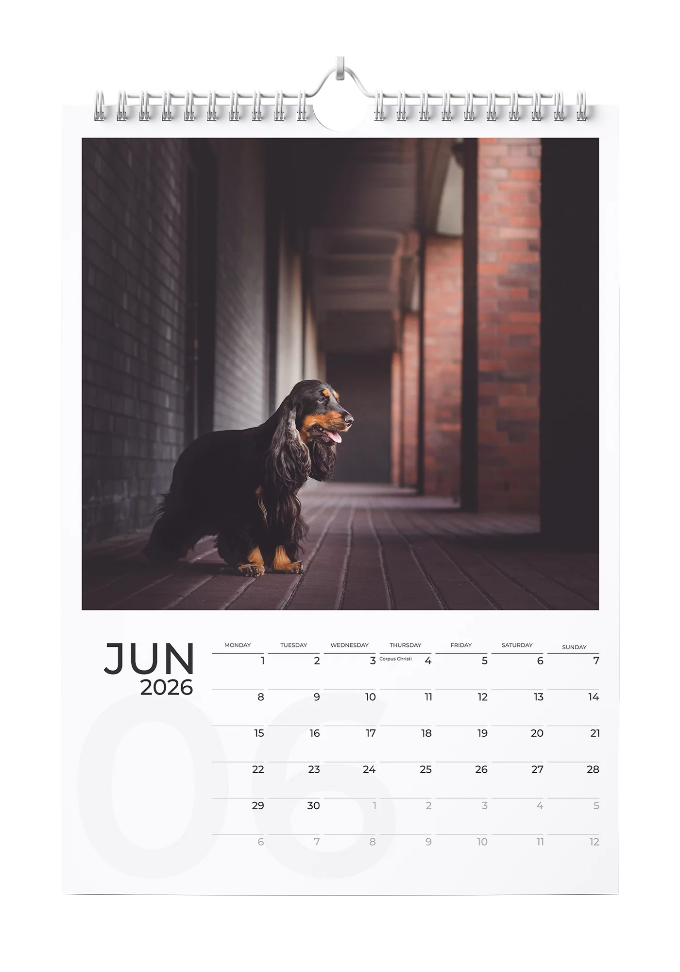 English Cocker Spaniel Calendar 2026 - June