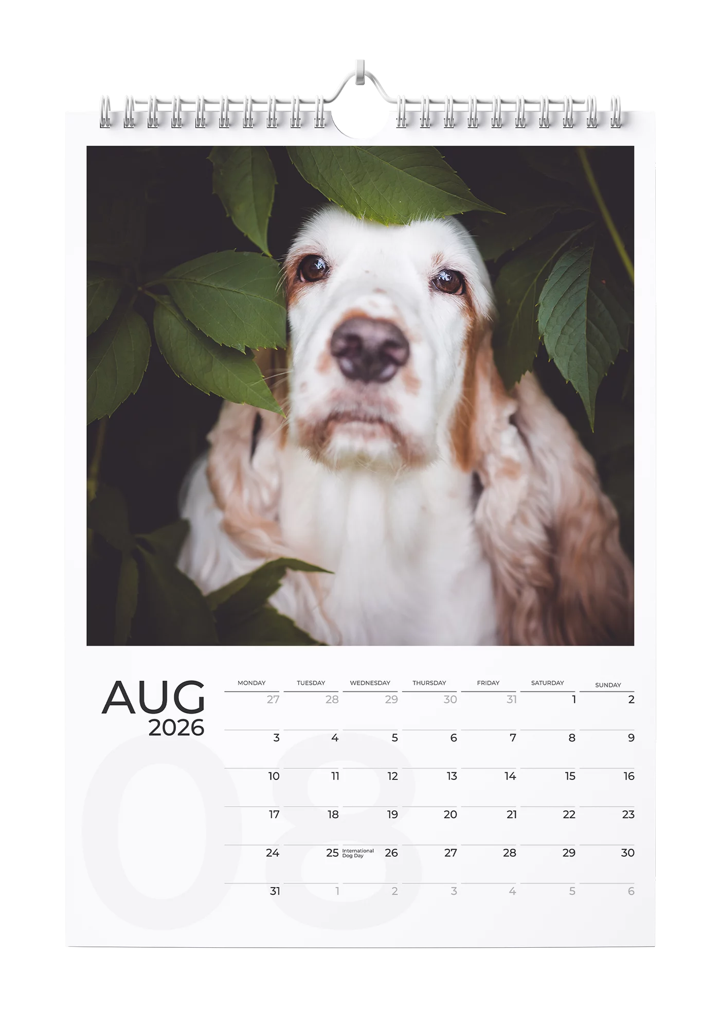 English Cocker Spaniel Calendar 2026 - August