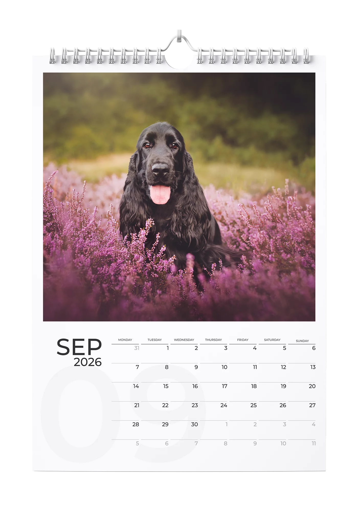 English Cocker Spaniel Calendar 2026 - September